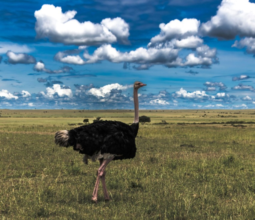 an ostrich standing in a field with clouds in the background
