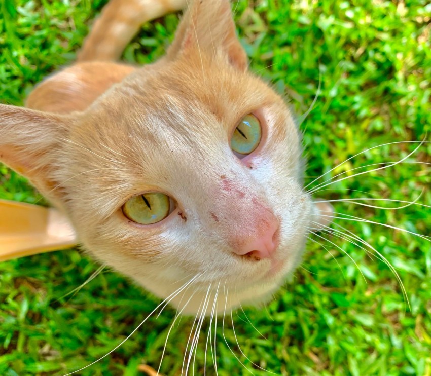 a cat with a human face