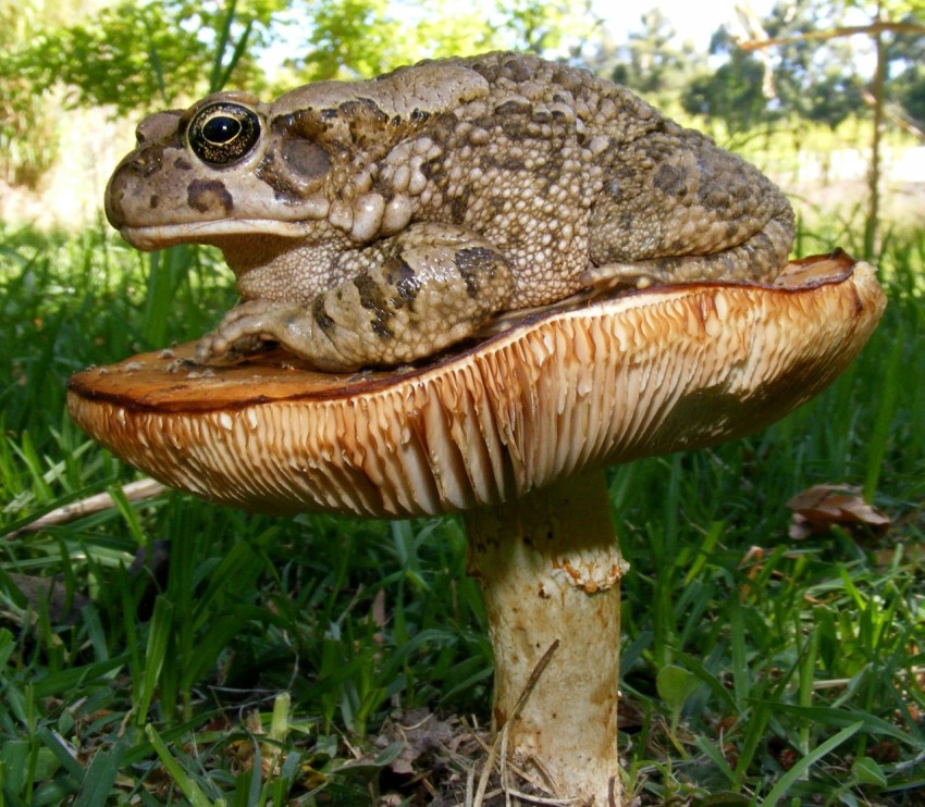 brown and white mushroom on green grass during daytime