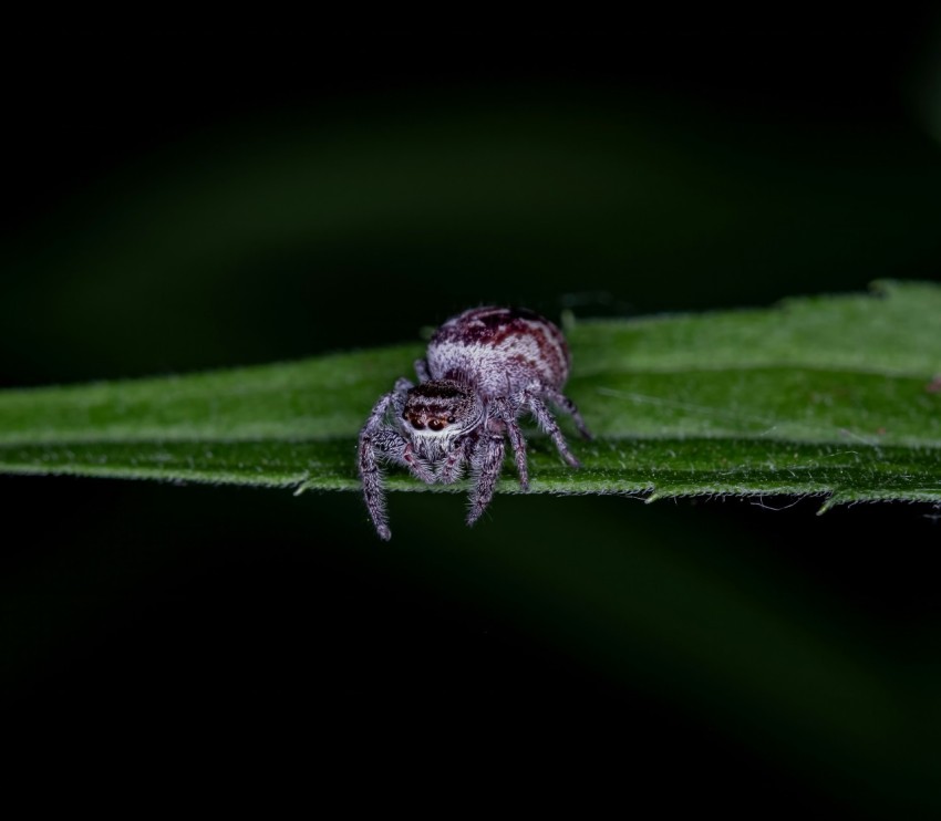 a spider sitting on top of a green leaf yCewJHn43