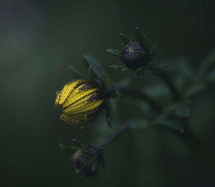 a close up of a yellow flower on a plant