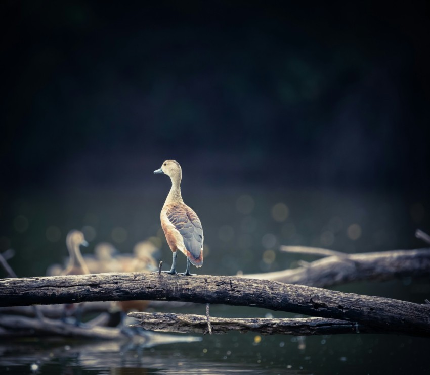 brown duck on brown tree branch