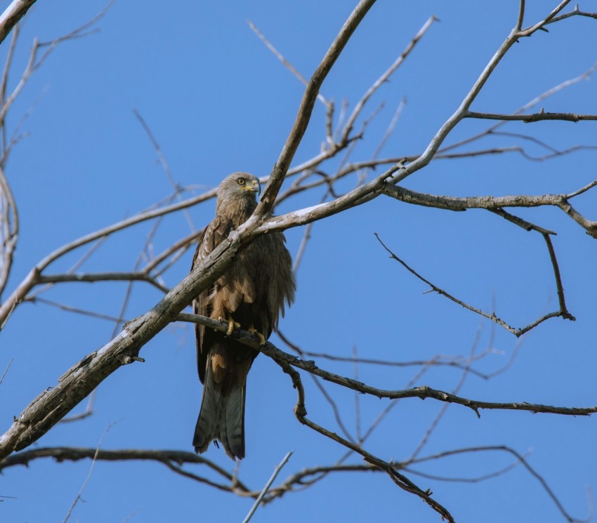 a bird sitting on a branch of a tree