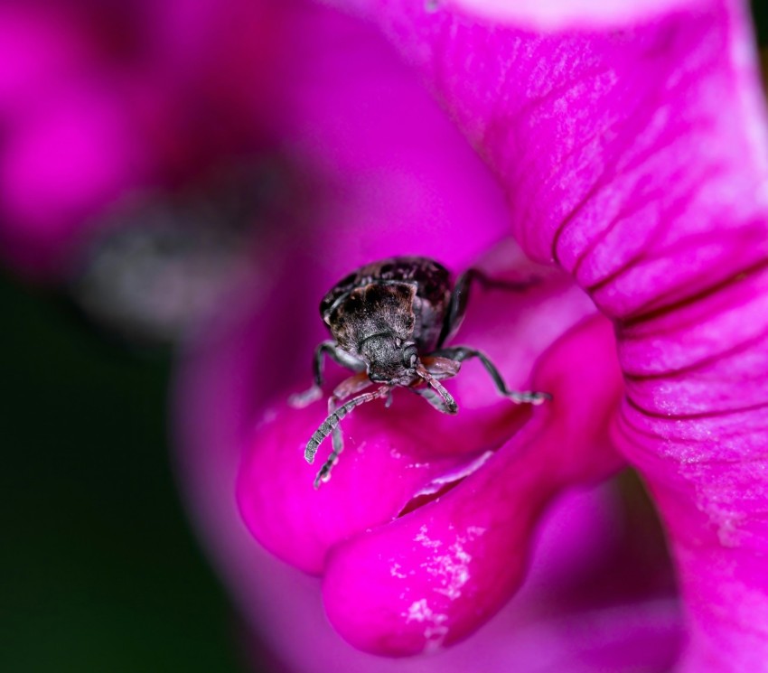 a close up of a small insect on a pink flower