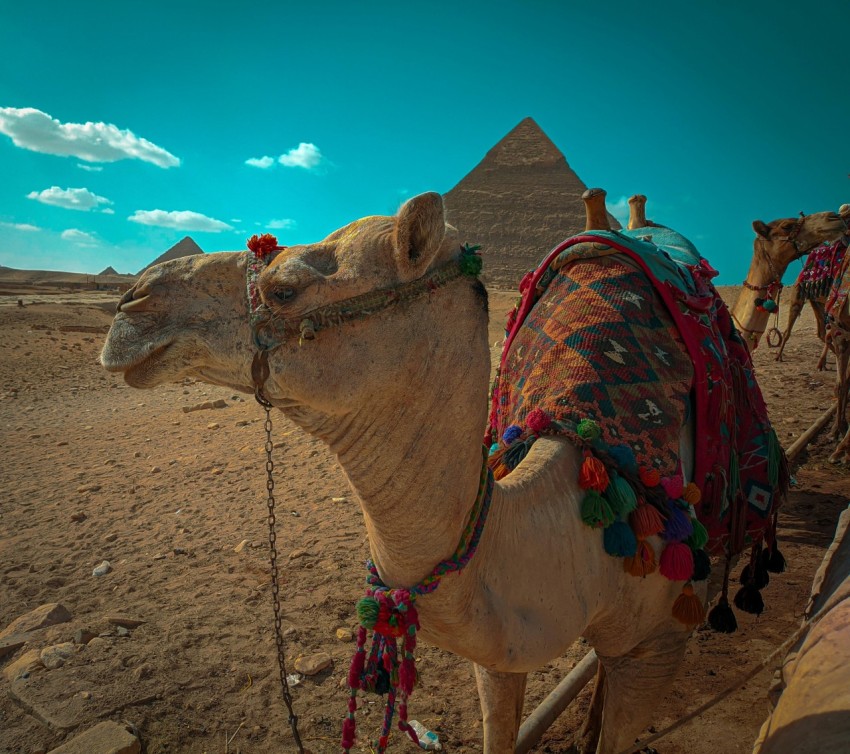 a group of camels that are standing in the dirt