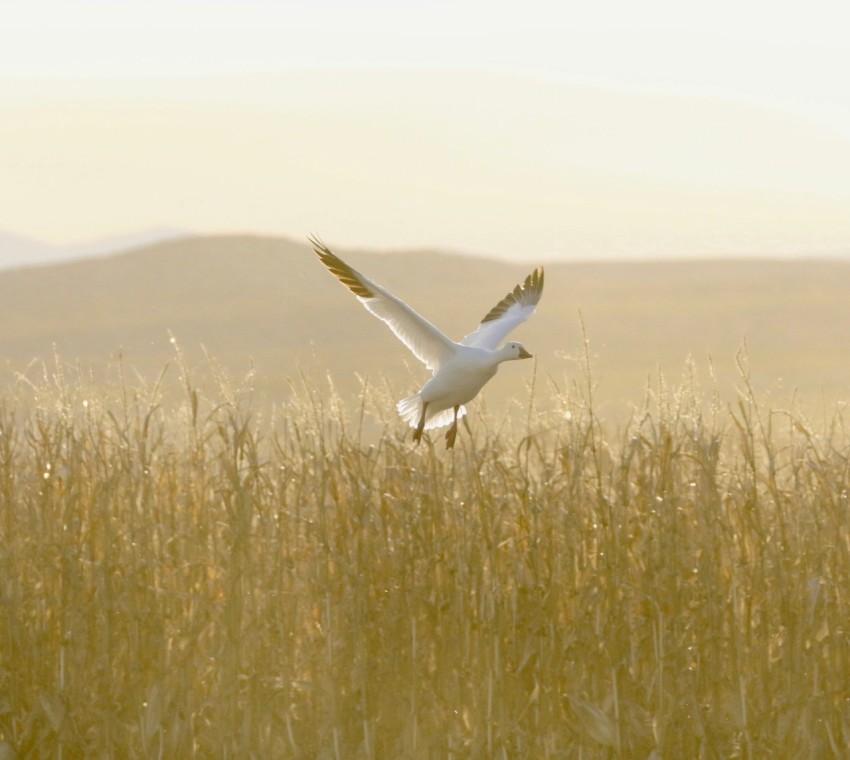 white duck flying on wheat field