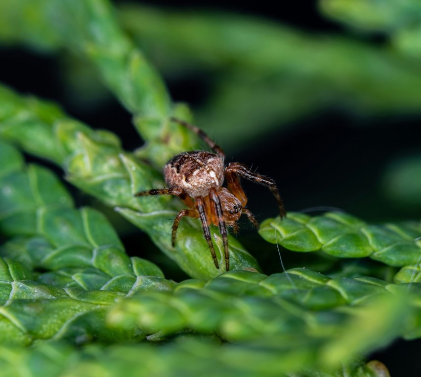 a spider sitting on top of a green leaf