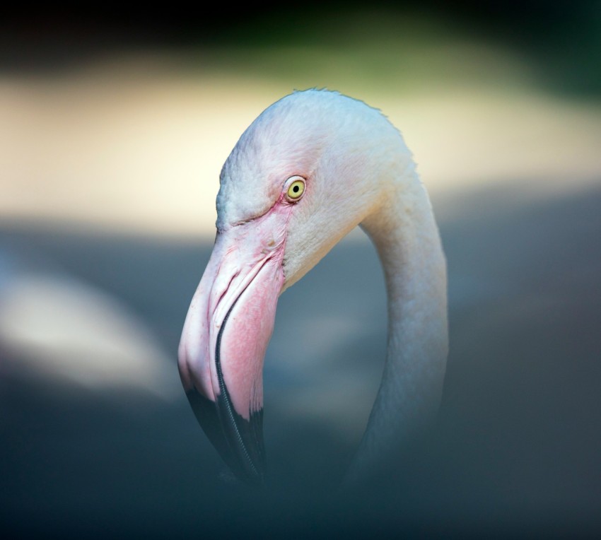 flamingo portrait