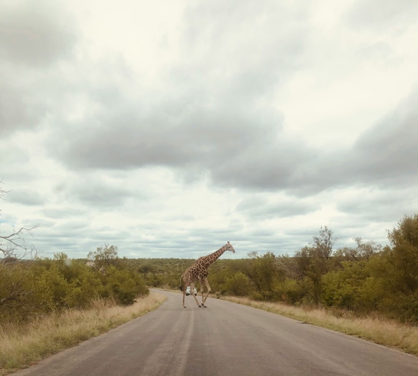 giraffe on road under cloudy sky during daytime