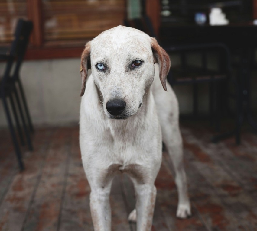 short coated white dog