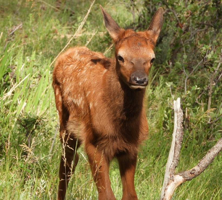 a baby deer is standing in the grass