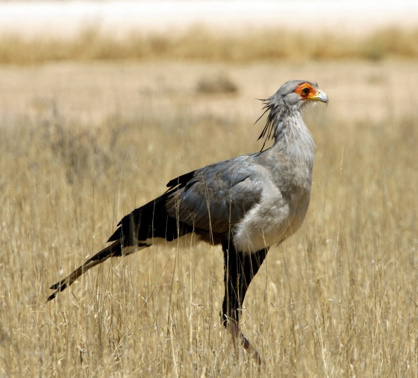 grey and white bird on brown grass field during daytime z