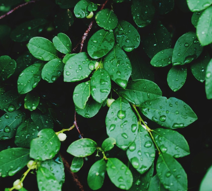 green leafed plants