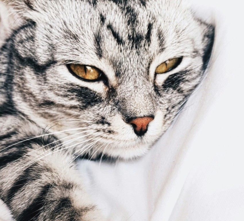 tabby cat laying on white textile CJ7