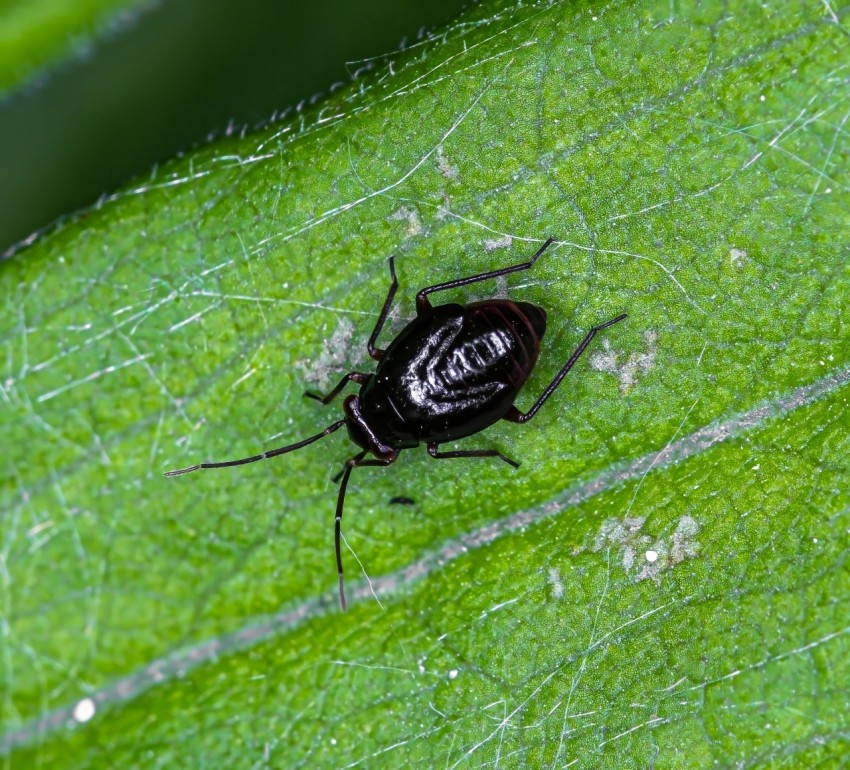 a bug is sitting on a green leaf mnXYYFe