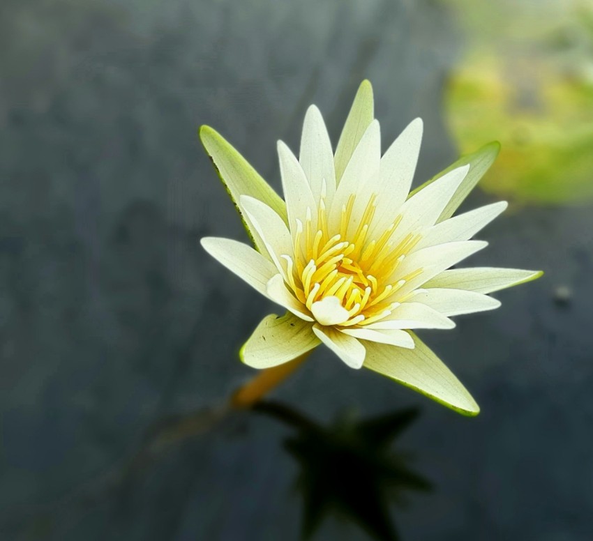 white and yellow lotus flower in bloom during daytime