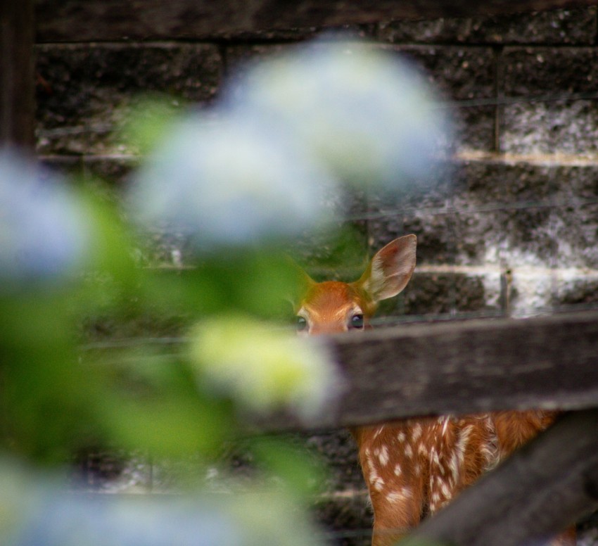 a fawn is peeking out from behind a fence