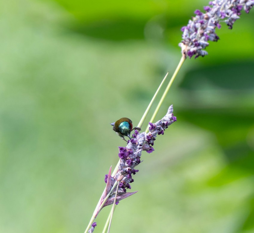 a bug sitting on top of a purple flower