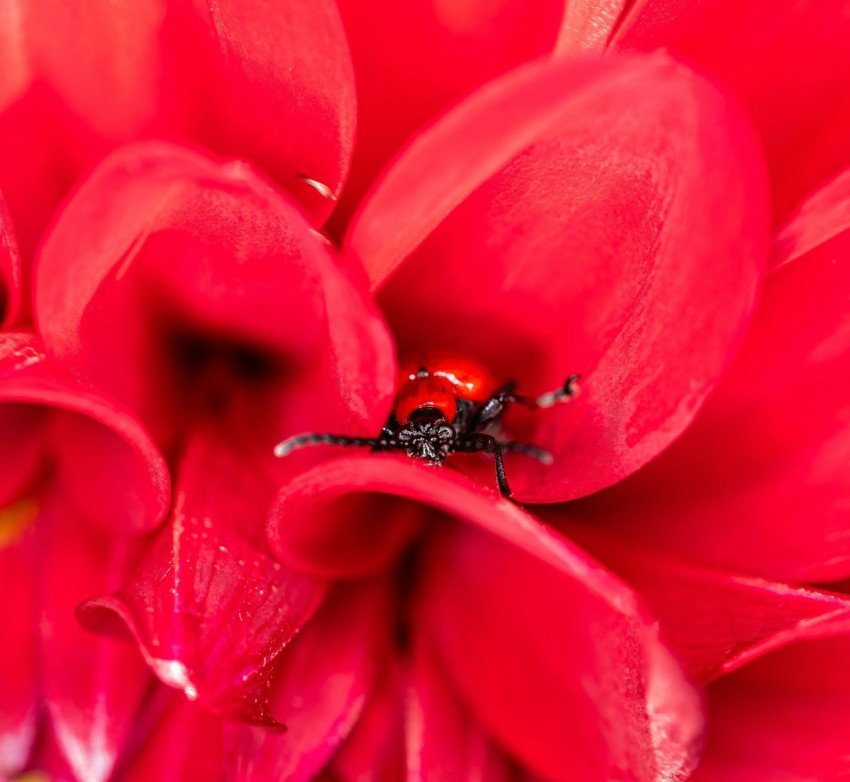 a lady bug sitting on top of a red flower