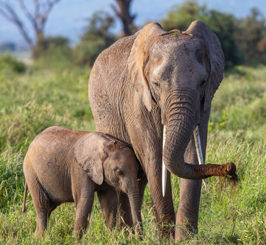 brown elephant on green grass field during daytime