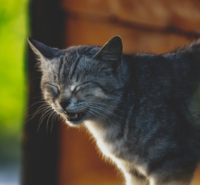 a cat that is standing up with its eyes closed