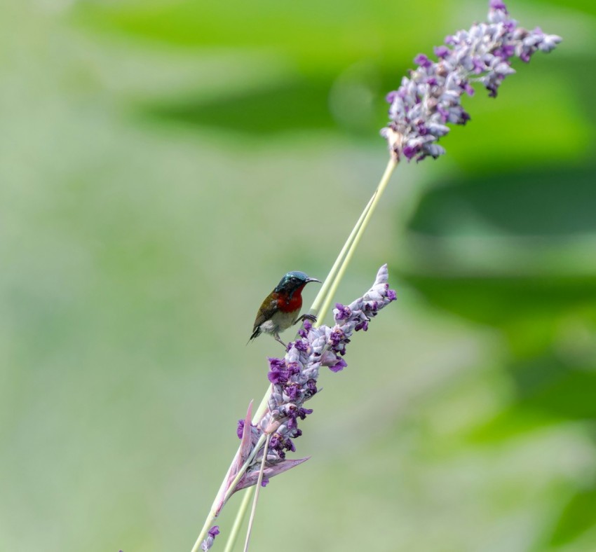 a small bird sitting on top of a purple flower wWy3kiG4r