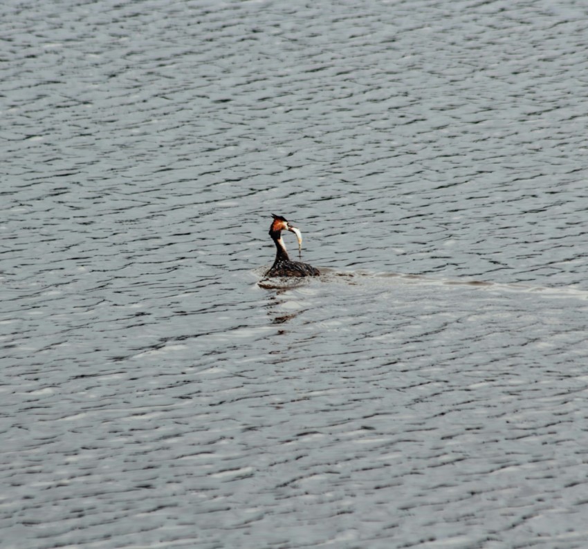 a man riding a jet ski across a large body of water