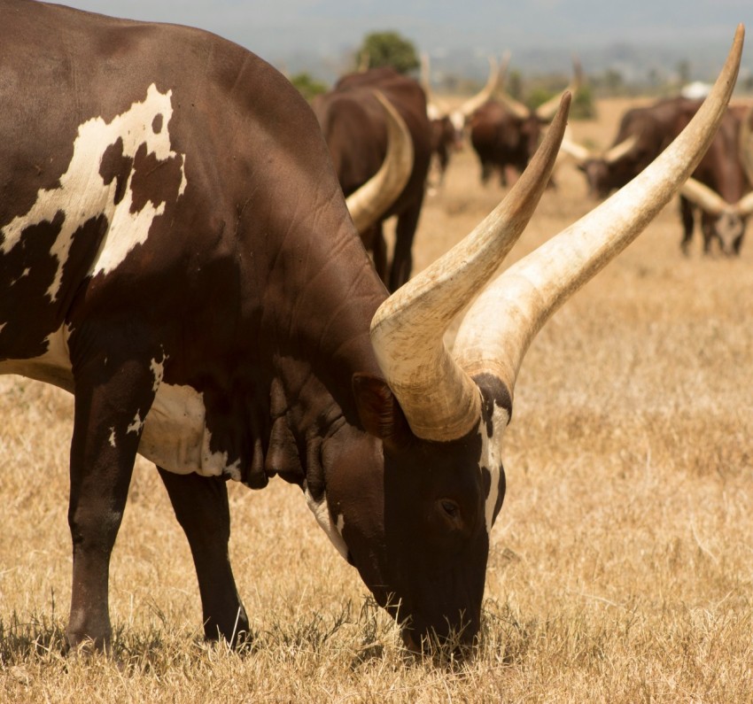 a herd of cattle grazing on a dry grass field