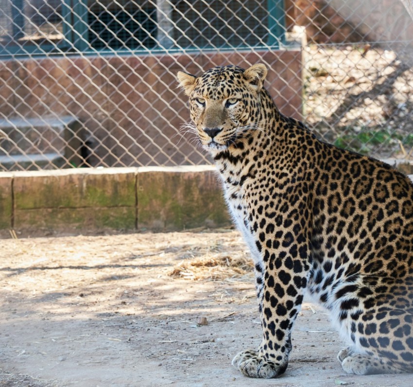 a large leopard standing next to a chain link fence