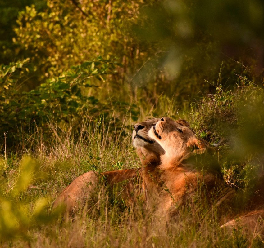 a lion and a lioness in the grass