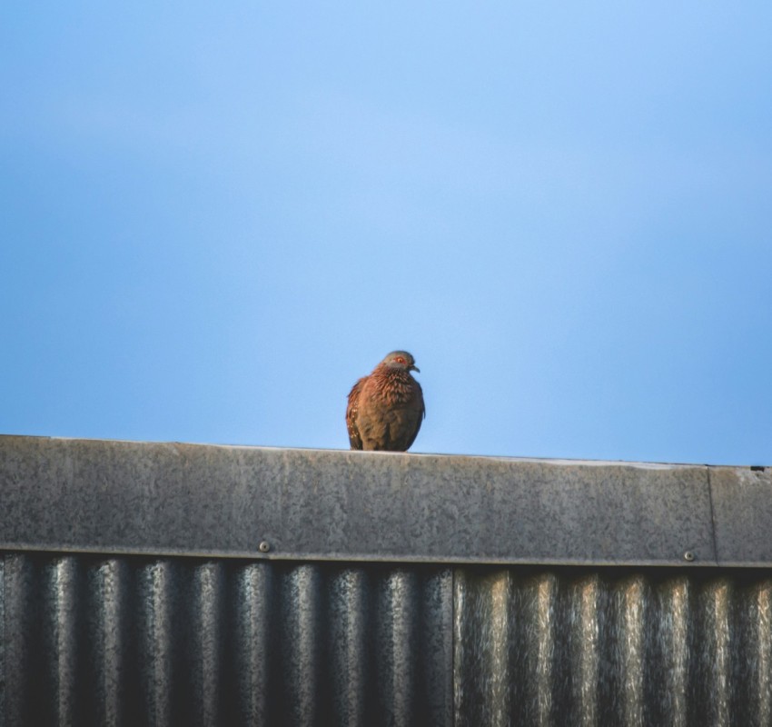 a brown bird sitting on top of a metal roof 9jpjydC