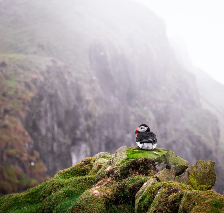 black and white dodo bird on top of rock across mountain