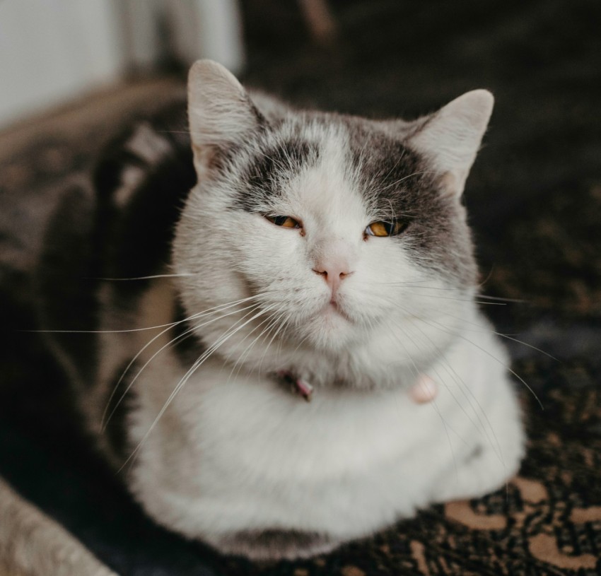 a gray and white cat sitting on a rug  DRvg7k5