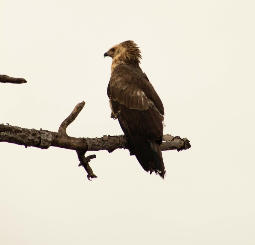 brown bird on brown tree branch