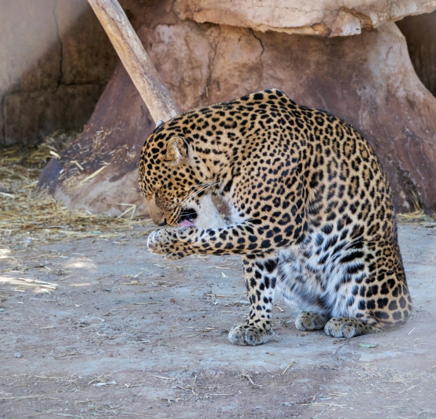 a large leopard sitting on top of a dirt ground