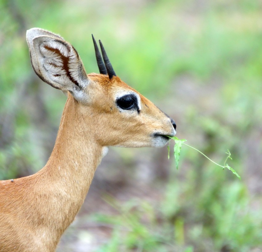 brown deer on green grass during daytime fDqF