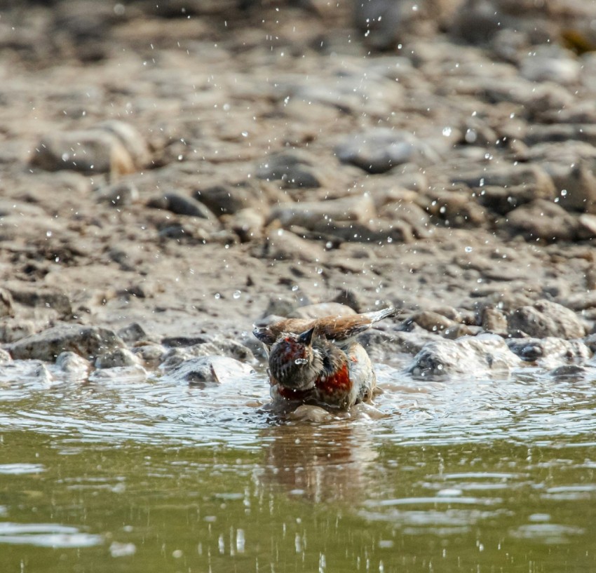 a bird is wading in a body of water