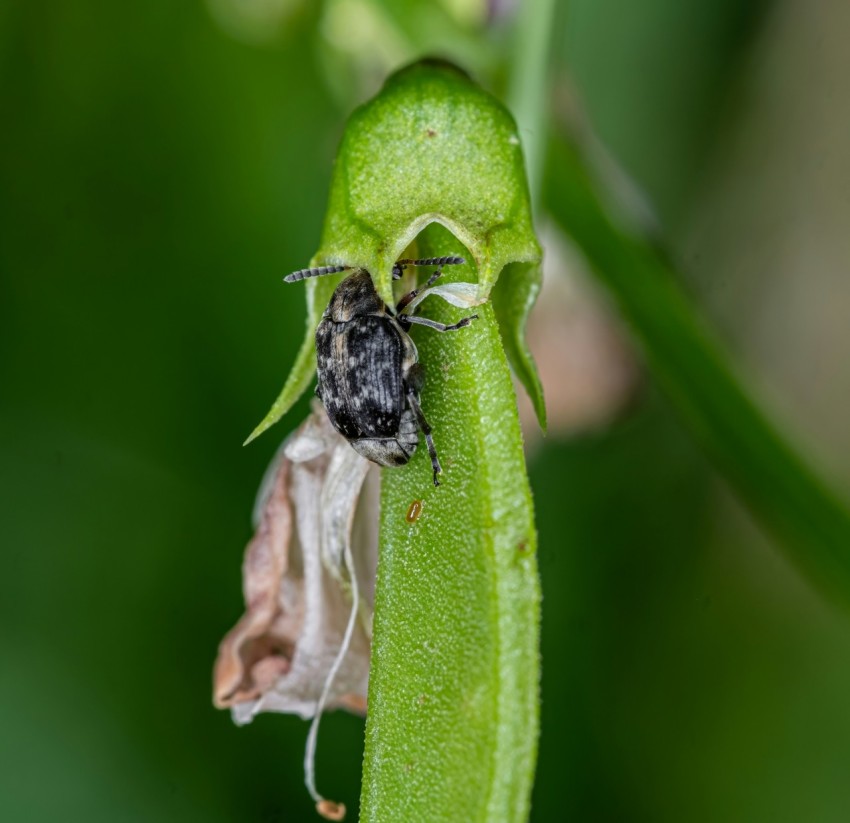 a close up of a green plant with a bug on it