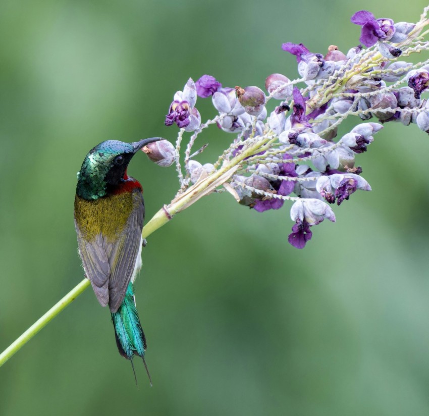 a colorful bird sitting on top of a purple flower