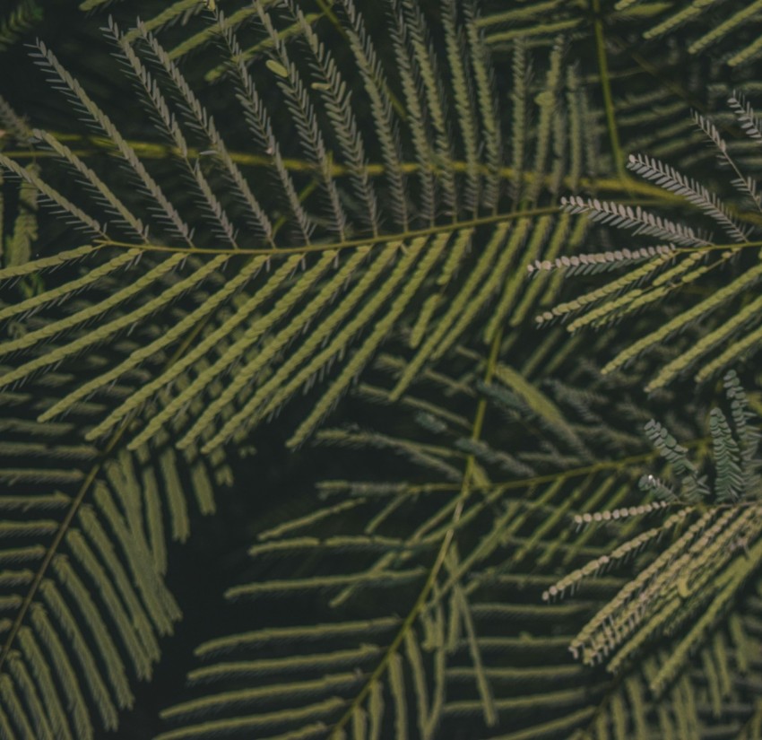 green fern plant in close up photography