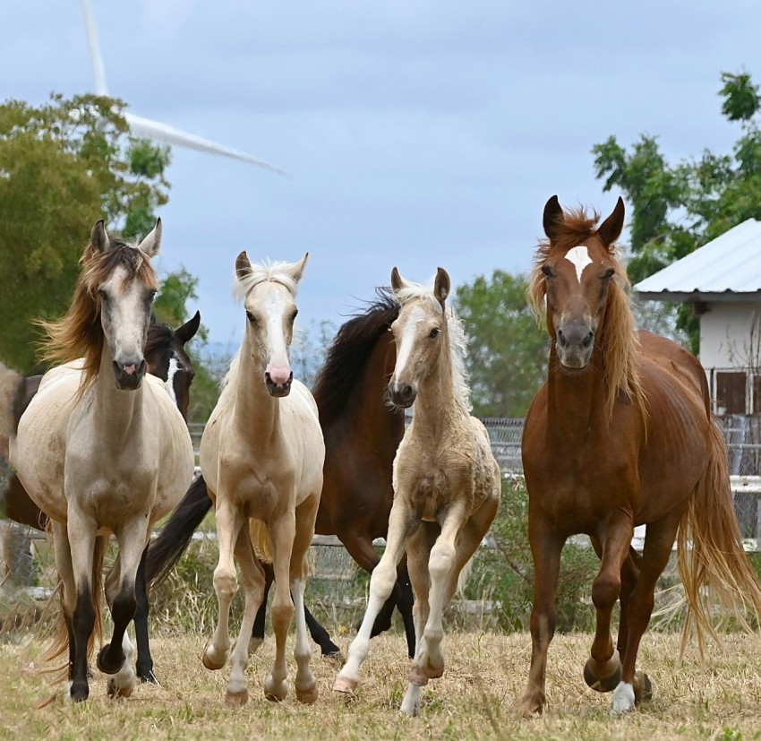 a group of horses running in a field