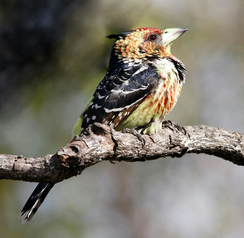 a colorful bird sitting on a tree branch