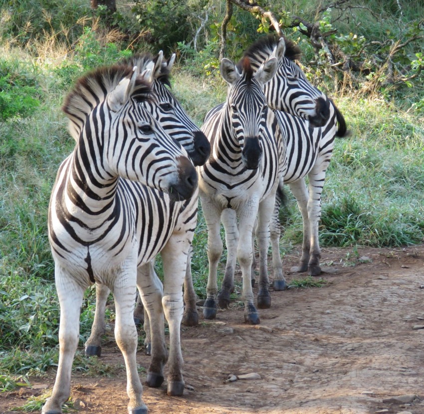 zebra walking on brown soil during daytime