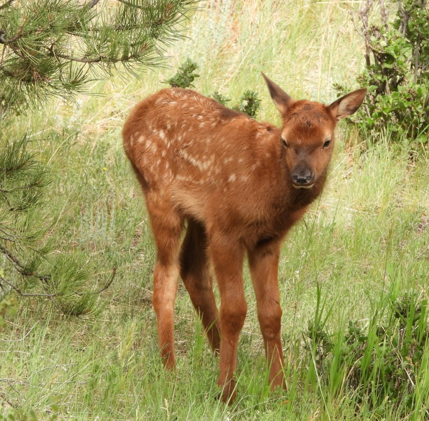 a baby deer is standing in the grass