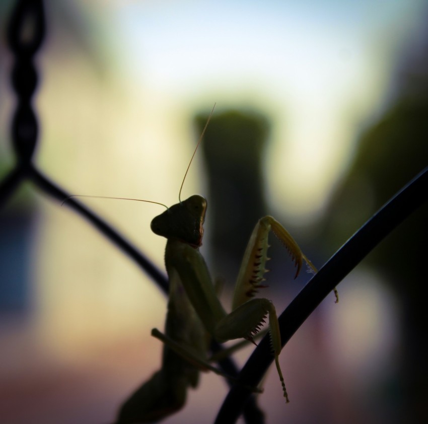 a close up of a grasshopper on a fence