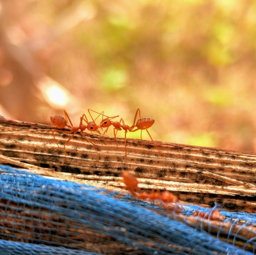 a group of ants standing on top of a blue net