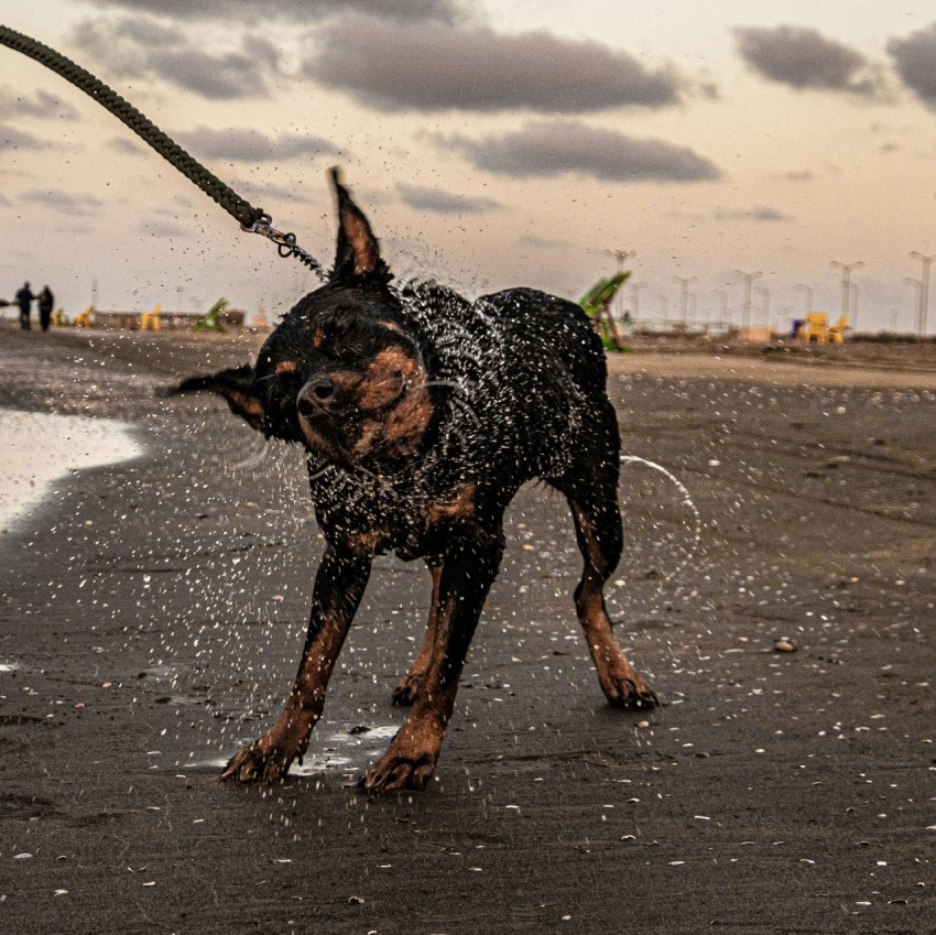 a black and brown dog standing on top of a sandy beach