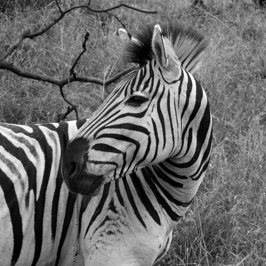 a couple of zebras stand near each other