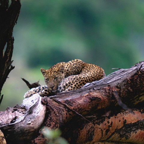 a leopard laying on top of a tree branch