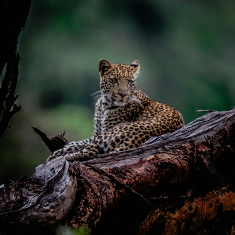 a leopard sitting on top of a tree branch